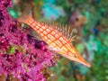 Longnose hawkfish, Oxycirrhites typus. SCUBA, Bali. Royalty Free Stock Photo