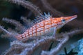 Longnose hawkfish (Oxycirrhites typus). Royalty Free Stock Photo