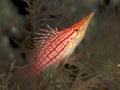 Longnose hawkfish Royalty Free Stock Photo