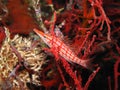 Longnosed Hawkfish Royalty Free Stock Photo