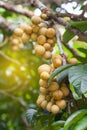 Longong fruit on tree