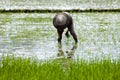 Farmers in China working in wet rice field Royalty Free Stock Photo