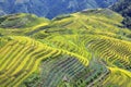 Longshen Rice Fields III Royalty Free Stock Photo