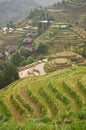 Longsheng paddy fields in China Royalty Free Stock Photo