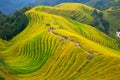 Longji Rice Terraces