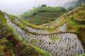 Close up of the Rice Paddies at Longsheng Rice Terraces, China Royalty Free Stock Photo