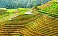 Cloae up of the Vibrant Green Longsheng Rice Terraces China Royalty Free Stock Photo