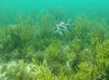 Longsnout Boarfish, Marino Rocks, Adelaide