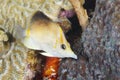 Longsnout Butterflyfish swimming over a coral reef