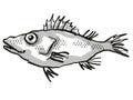 Longsnout No-line Scorpionfish Australian Fish Cartoon Retro Drawing