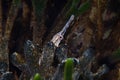 Longsnout Pipefish Syngnathus temminckii underwater Royalty Free Stock Photo