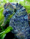 Longsnout Seahorse Royalty Free Stock Photo