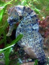 Longsnout Seahorse