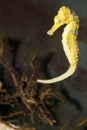 Longsnout Seahorse Royalty Free Stock Photo