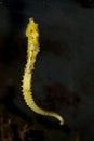 Longsnout Seahorse in Aquarium Royalty Free Stock Photo