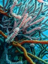 Longsnout seahorse camouflaged on the wreck of the Prince Albert in the Carribbean Sea, Roatan, Bay Islands, Honduras Royalty Free Stock Photo