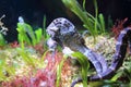 Longsnout seahorse Royalty Free Stock Photo