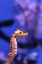 Longsnout seahorse known as Hippocampus reidi