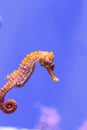 Longsnout seahorse known as Hippocampus reidi