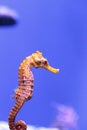 Longsnout seahorse known as Hippocampus reidi