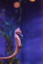 Longsnout seahorse known as Hippocampus reidi