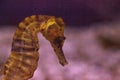 Longsnout seahorse known as Hippocampus reidi