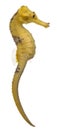 Longsnout seahorse or Slender seahorse, Hippocampus reidi yellowish Royalty Free Stock Photo