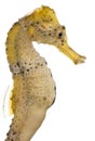 Longsnout seahorse or Slender seahorse, Hippocampus reidi yellowish