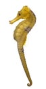 Longsnout seahorse or Slender seahorse