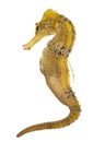 Longsnout seahorse or Slender seahorse