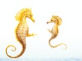 Longsnout seahorse or Slender seahorse Royalty Free Stock Photo