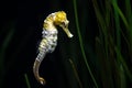 Longsnout seahorse, slender seahorse, swimming underwater Royalty Free Stock Photo