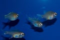 Longspine Cardinalfish Group Royalty Free Stock Photo