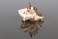 Longspine Murex Endivia Seashell with Reflection Royalty Free Stock Photo