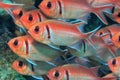 Longspine squirrelfish Royalty Free Stock Photo
