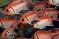 Longspine squirrelfish Royalty Free Stock Photo