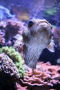 Longspined porcupine fish in the aquarium of the Oceanographic Museum of Monaco