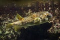 Longspined porcupinefish Diodon holocanthus