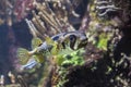 Longspined porcupinefish Diodon holocanthus