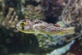 Longspined porcupinefish Diodon holocanthus