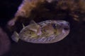 Longspined porcupinefish Diodon holocanthus.