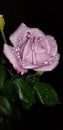 Longstem Wet Violet Rose Royalty Free Stock Photo