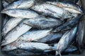 Longtail tuna, box of fresh fish