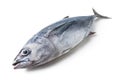 Longtail tuna