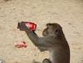 Longtaile macaque monkey drinks Coke at the beach, Thailand