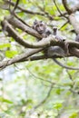 Longtailed macaque baby