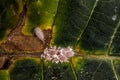 Longtailed Mealybug