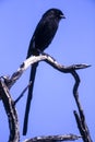 Longtailed Shrike or Magpie Shrike