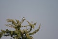 LONGTAILED SHRIKE SITTING ON BUSH