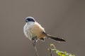 magpie Ã¯Â¼ËLongtailed Ã¯Â¼â°shrike Ã¯Â¼Ëcorvinella melanoleuca)